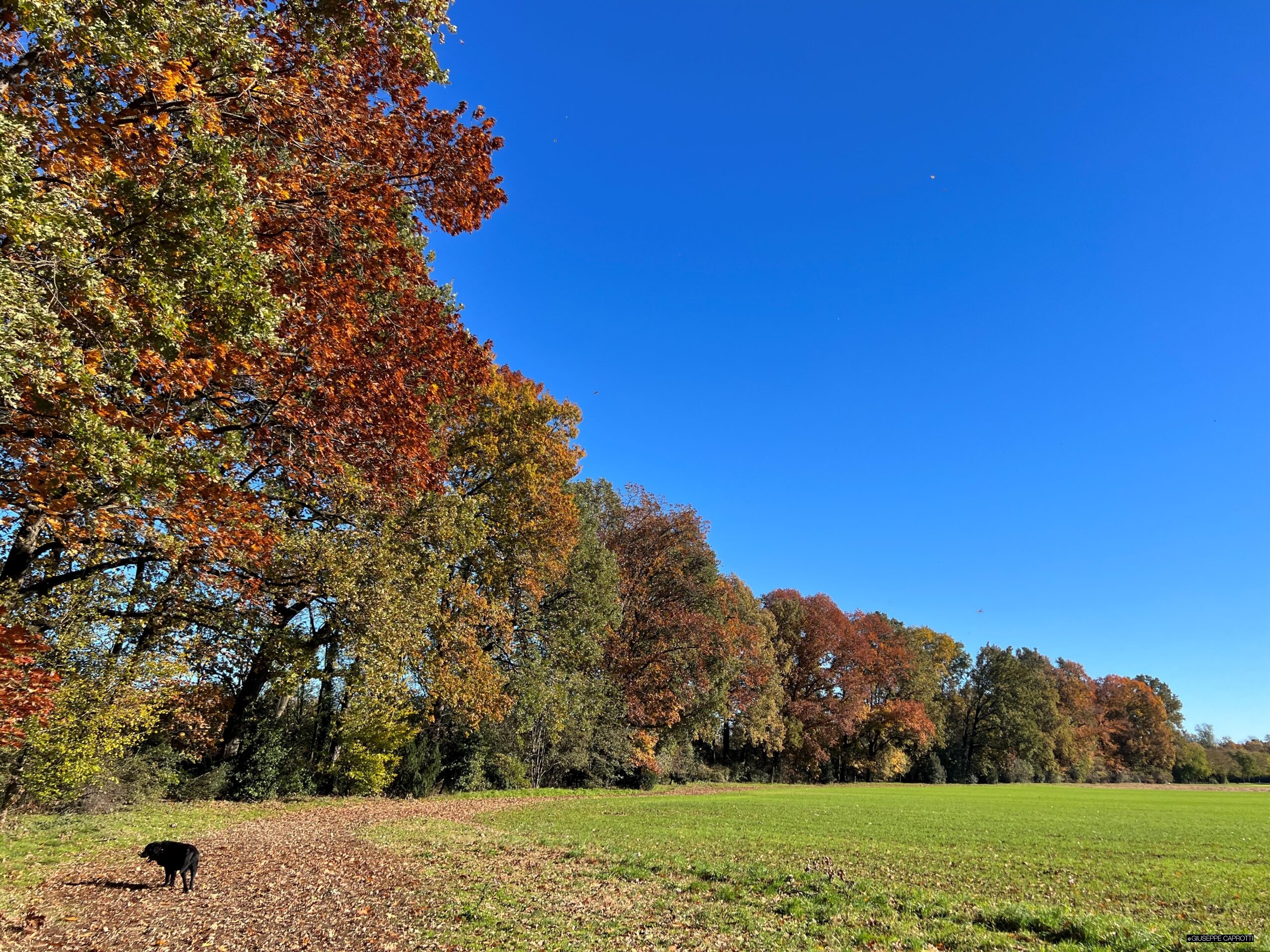 Bosco Albiate 2024 cambiamento climatico cover