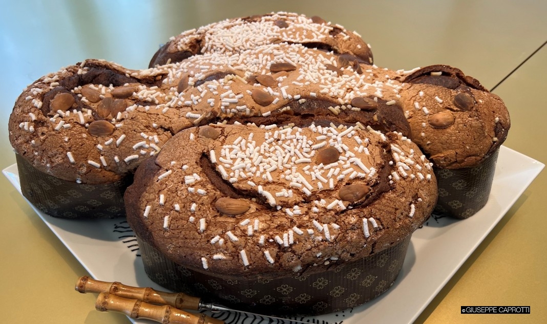 Colomba tristellato Roma