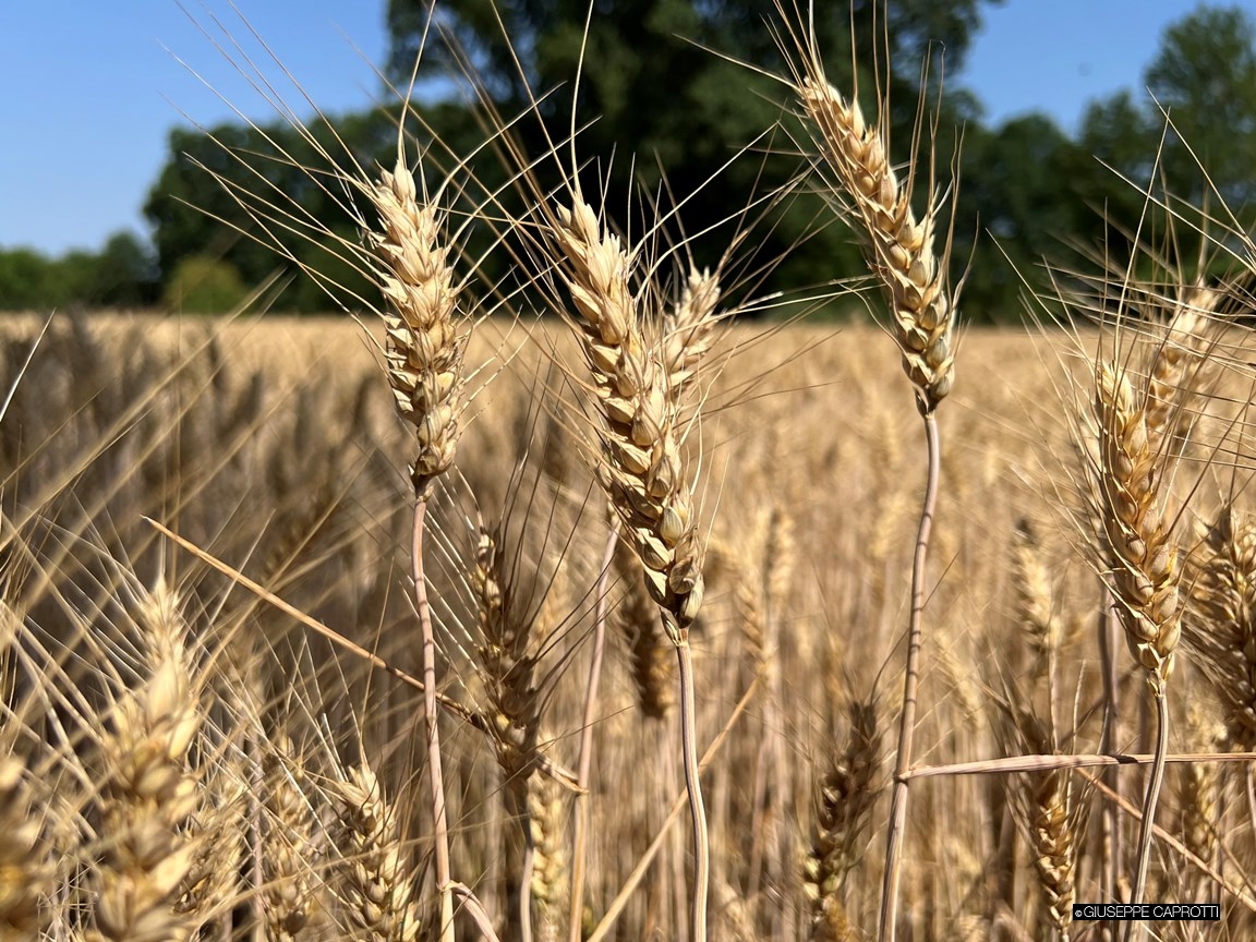 Grano Albiate giugno 2022