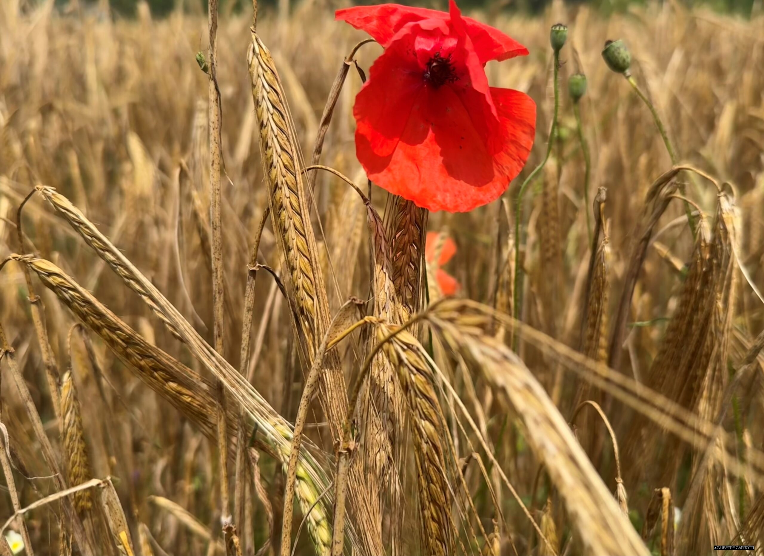 Grano cover 7 Albiate giugno 2024