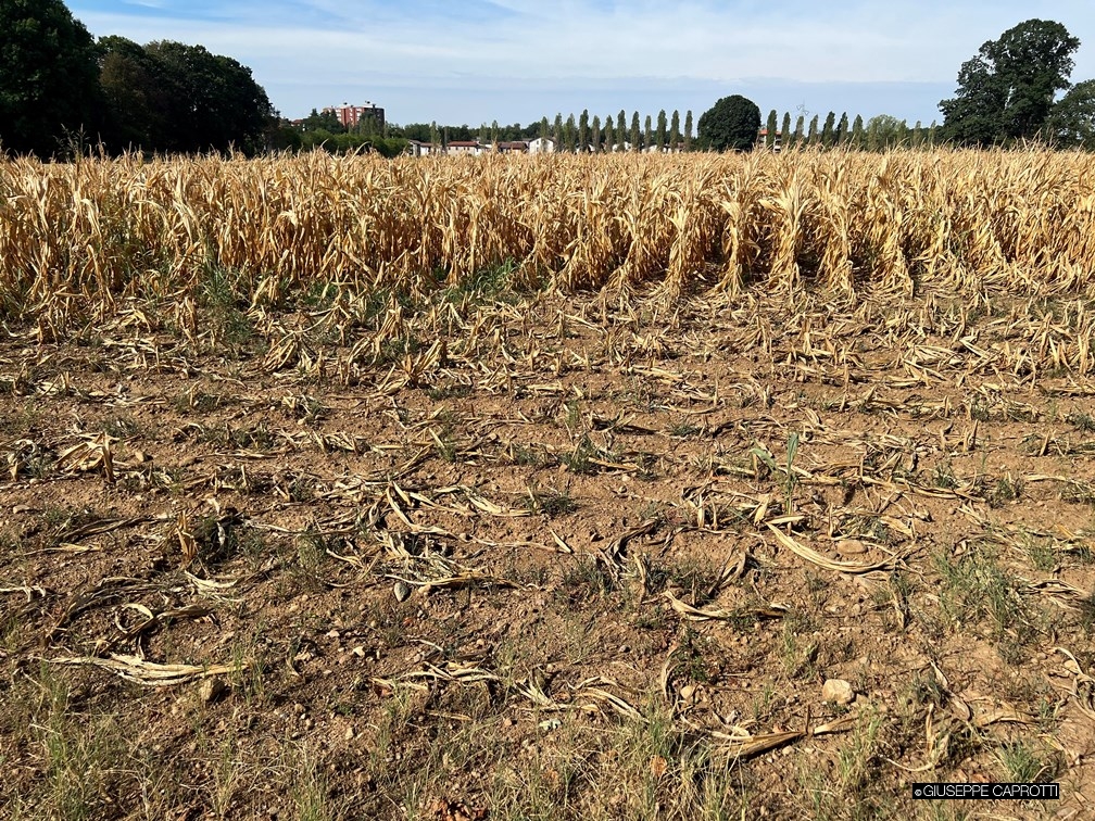 Mais Albiate 14 agosto 2022 1