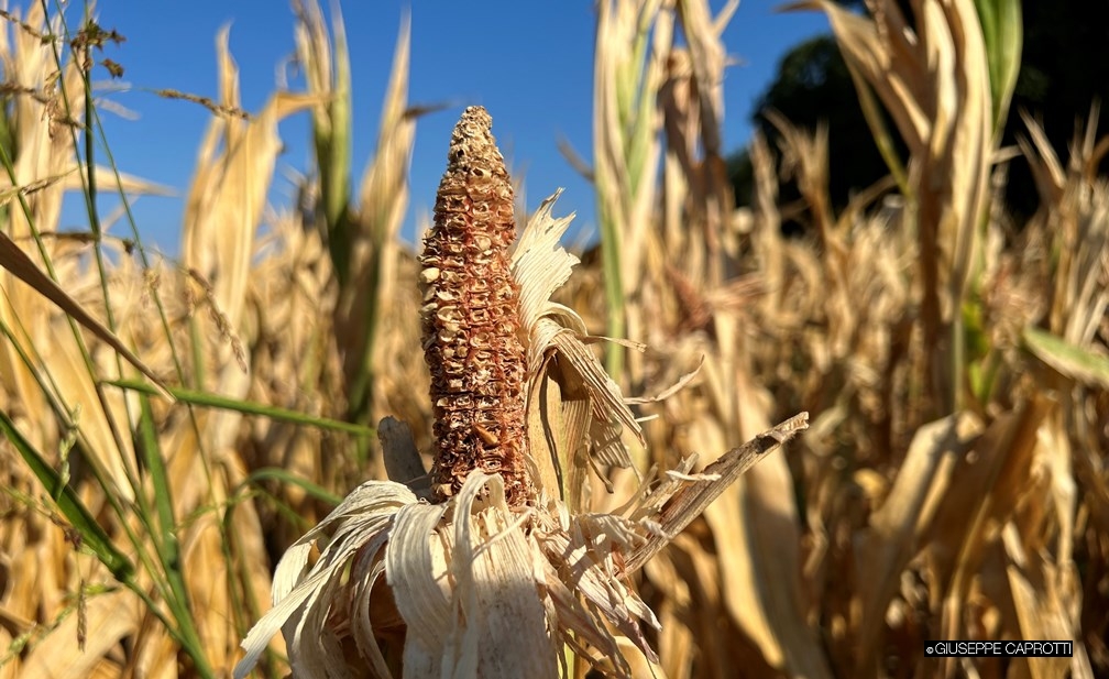 Mais pannocchia Albiate 15 agosto 2022