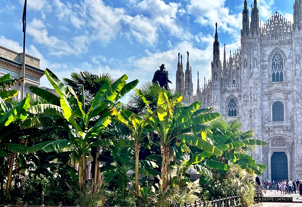 Milano palme davanti al Duomo agosto 2022
