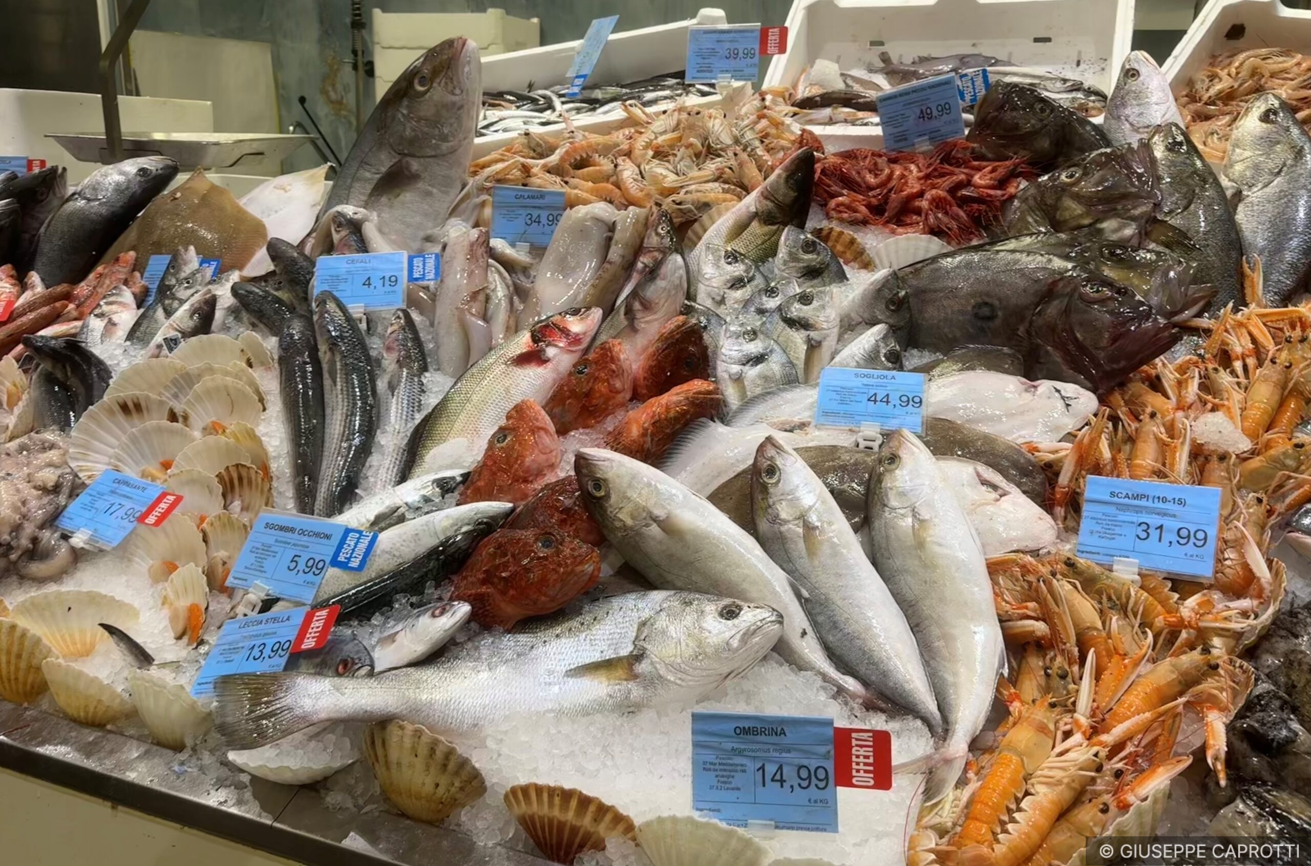 Pesce Pewex