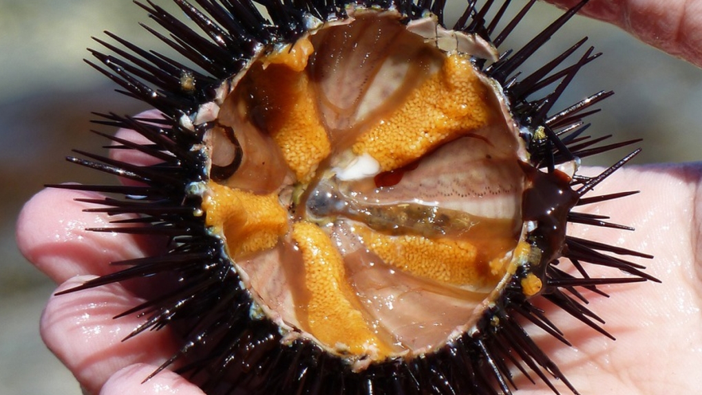Riccio di mare crudo