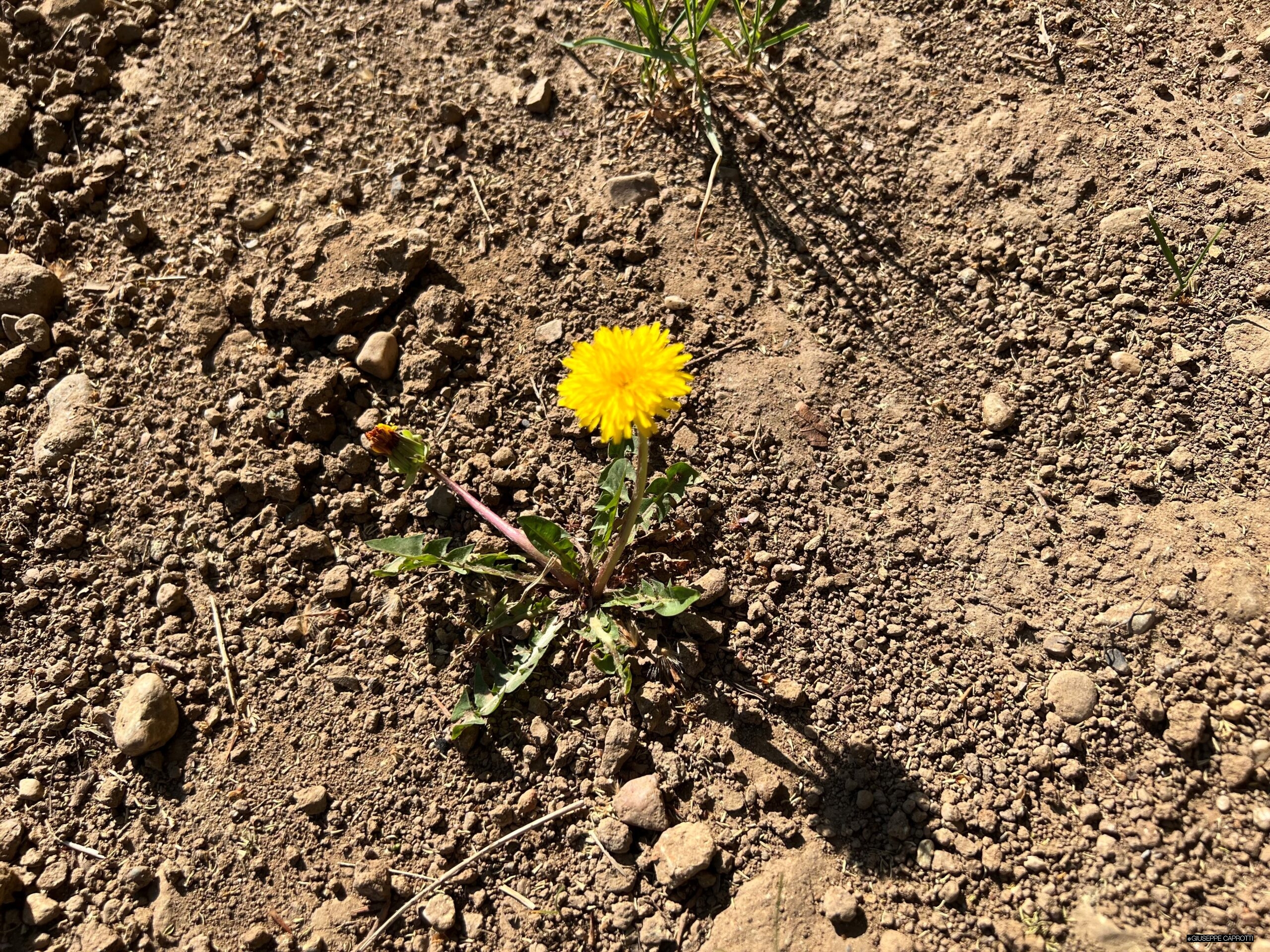 Siccità Albiate tarassaco aprile 2022