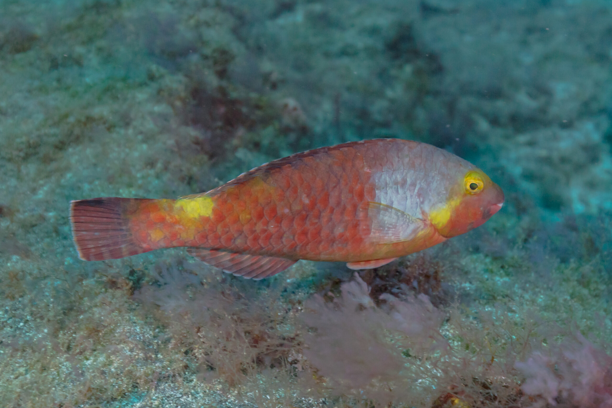 Sparisoma_cretense (pesce papagallo) _franja_marina_Teno-Rasca,_Tenerife,_España,_2022-01-06,_DD_23