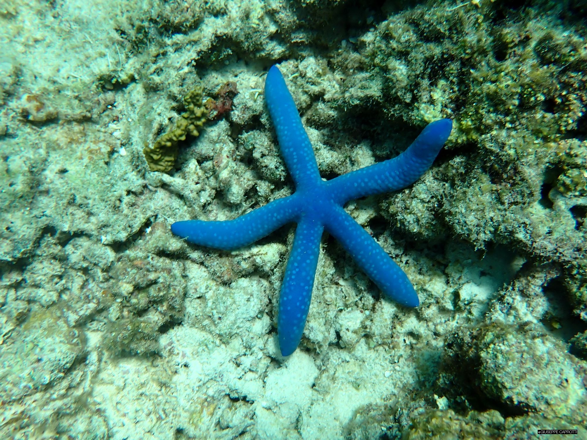 Stella blu Amanpulo gennaio 2024