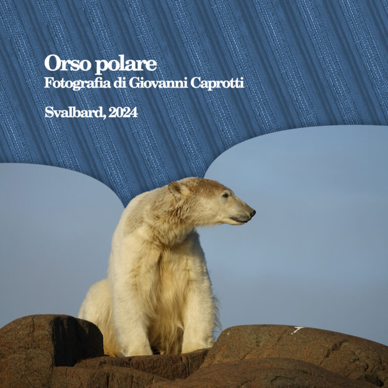 Svalbard Orso Polare - immagine di Giovanni Caprotti