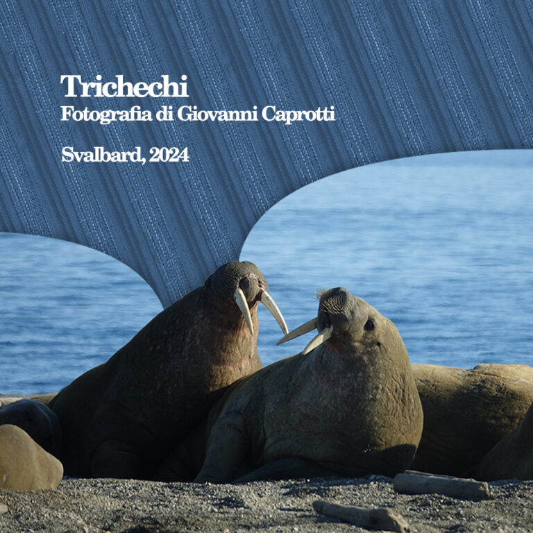 Svalbard Trichechi - immagine di Giovanni Caprotti