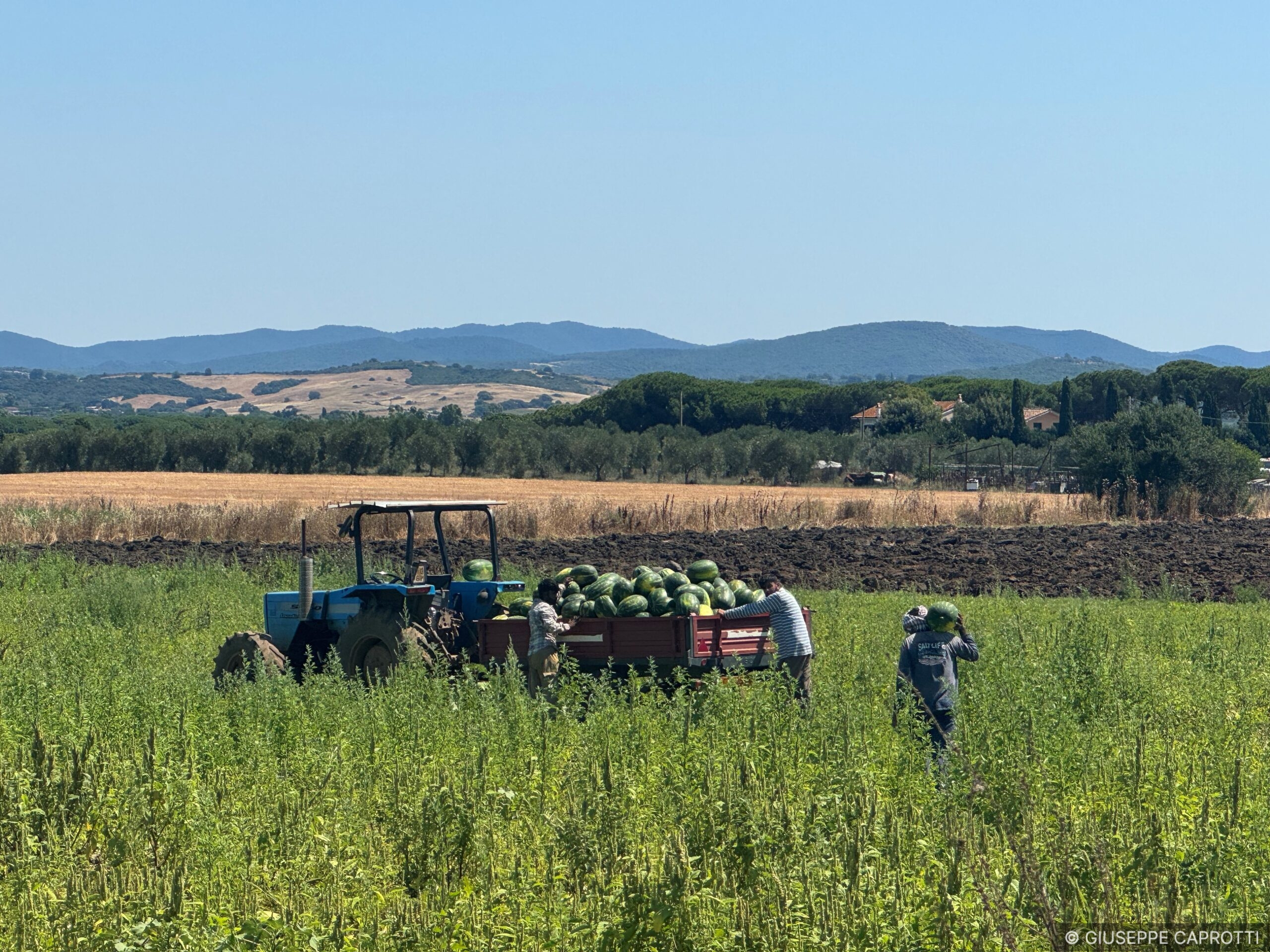 Toscana 2026 raccolta delle angurie