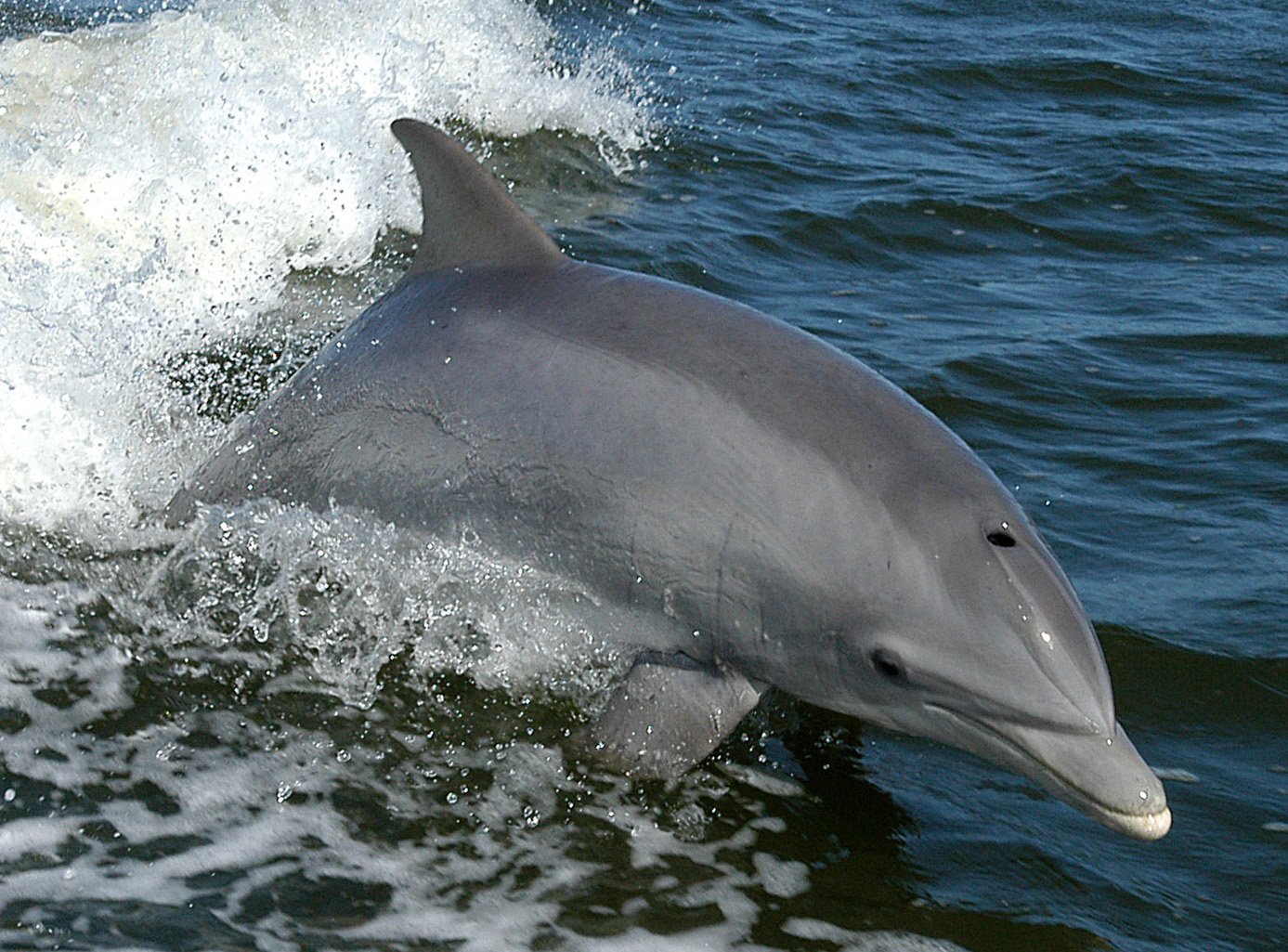 Tursiops_truncatus_01-cropped