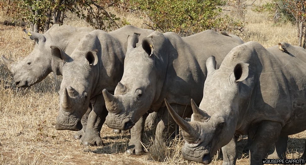 Zimbabwe 4 rinoceronti bianchi