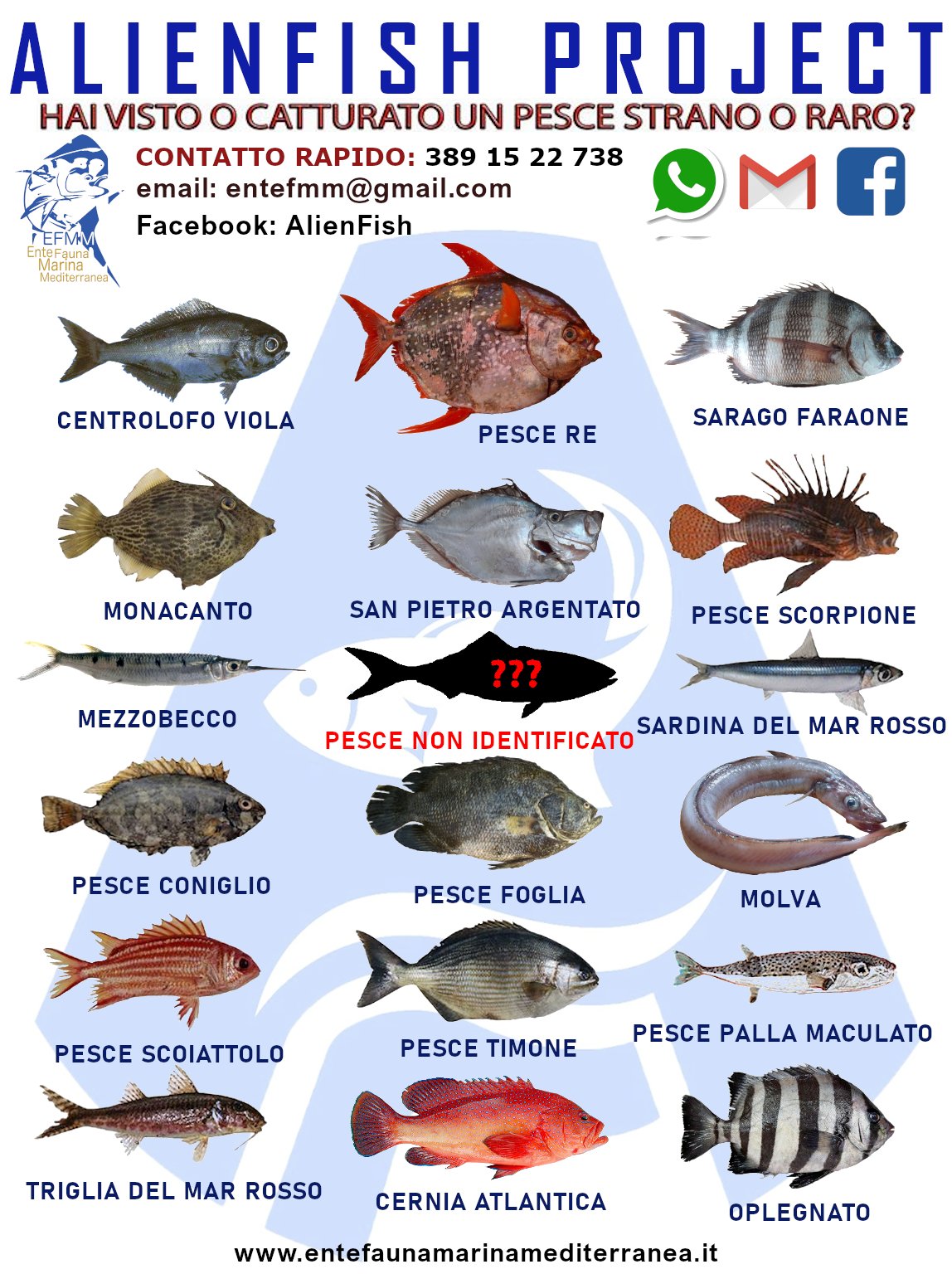 locandina_2022_alienfish
