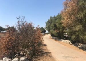xylella agosto 2017