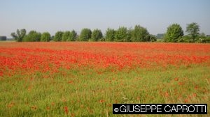 campo di grano con papaveri
