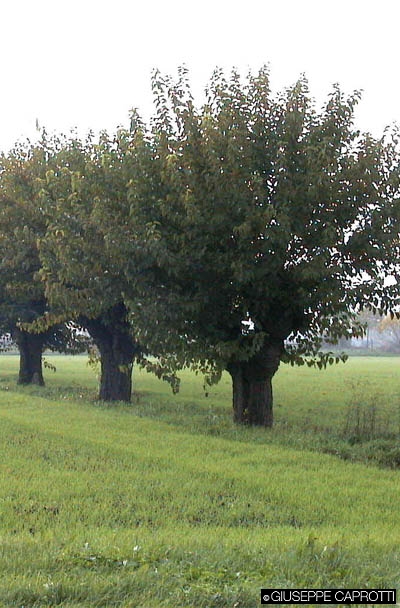 http://www.sanvalerio.it/upload/Image/images_libro_caprotti/gelsi.jpg