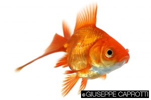 pesce rosso