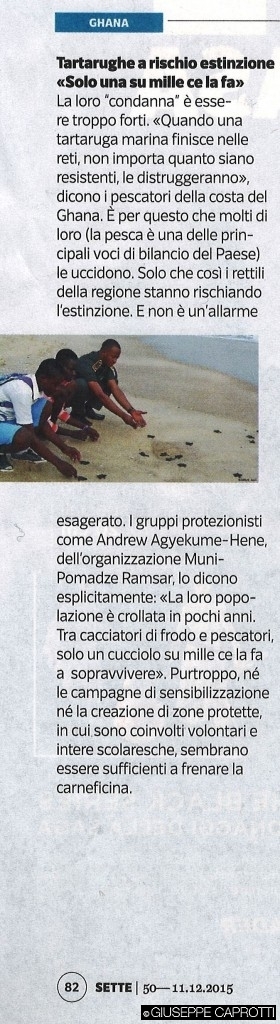 tartarughe sette dicembre 2015